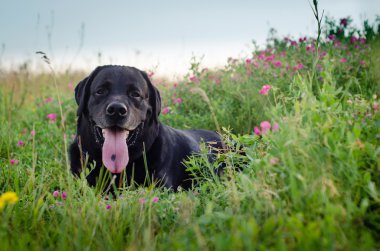 Siyah Labrador bir çayır kır çiçekleri ile yatan.