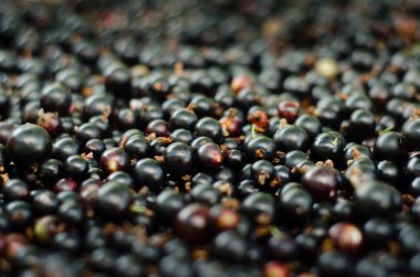 Bokeh ile lots-in Blackcurrant.