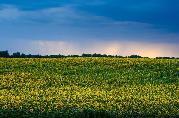 Sunflowers field under stormy dramatic skies. — Stock Photo, Image