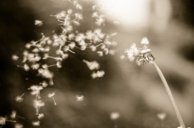 Karahindiba Vintage b&w fotoğraf uzakta genelinde üfleme tohumları ile bir 