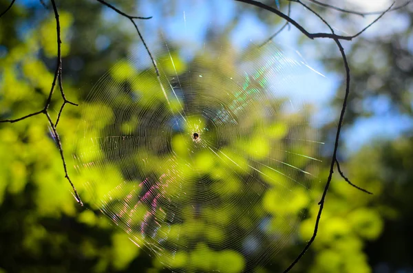 Spider web with the spider back lit by the sun. — Stock Photo, Image
