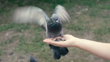 Güvercin yemek bir el tohumlarından kanatlarını çırpıyor.