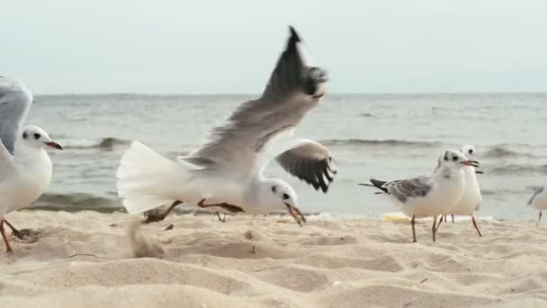 Feeding seagulls on the shore of the Black Sea. — Stock Video