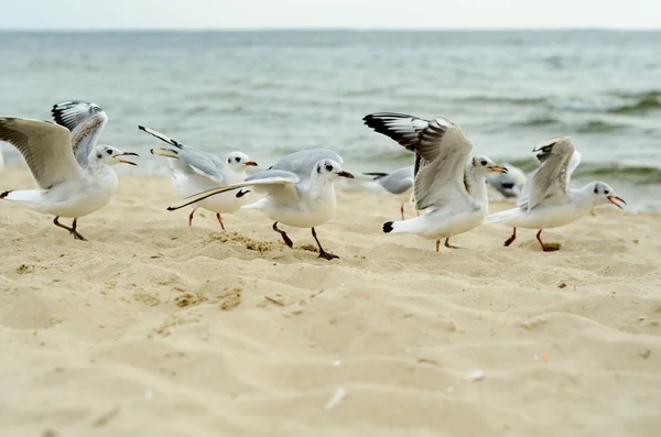 Las gaviotas luchan por un pedazo de pan en la costa . — Foto de Stock