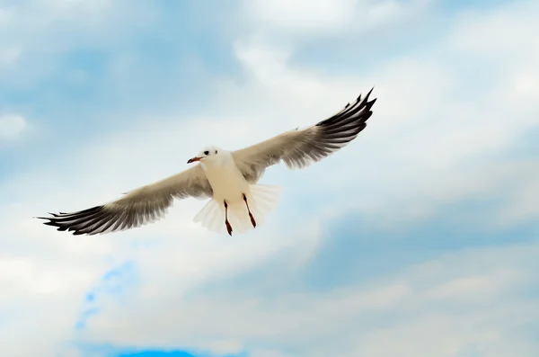 Gaviota en el cielo azul. — Foto de Stock