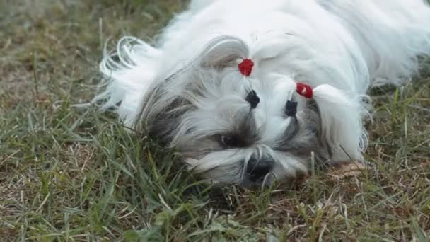Shih tzu dog on grass. Hewing on a piece of wood. — Stock Video