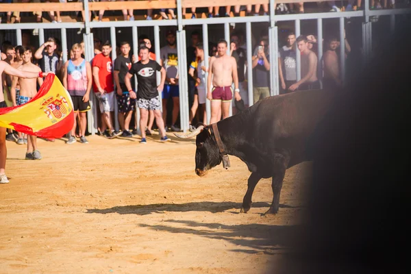 Bull dokuczać przez dzielnych ludzi młodych w arena po biegu z byki na ulicach Denia, Hiszpania — Zdjęcie stockowe