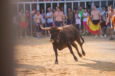 Arenada cesur genç erkekler tarafından çalışan-ile--bulls Denia, İspanya, sokaklarında sonra alay boğa
