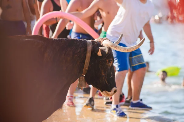 Touro sendo provocado por bravos jovens na arena após a corrida - — Fotografia de Stock