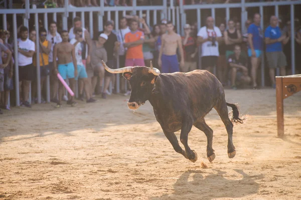 Touro sendo provocado por homens jovens corajosos na arena após o correr-com-os-touros nas ruas de Denia, Espanha — Fotografia de Stock