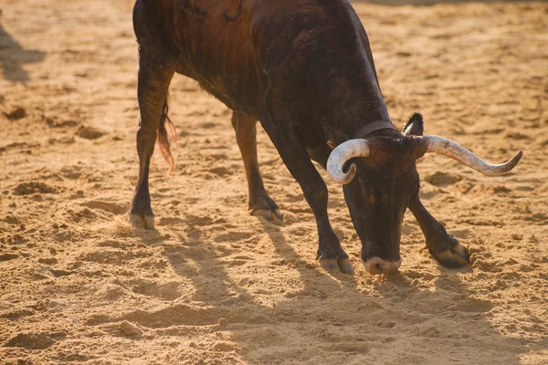 Bull wordt geplaagd door moedige jonge mannen in arena na het lopen-met-de-stieren in de straten van Denia, Spanje — Stockfoto