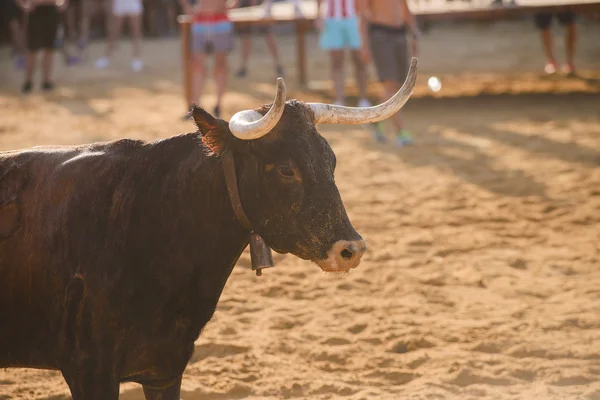 Touro sendo provocado por homens jovens corajosos na arena após o correr-com-os-touros nas ruas de Denia, Espanha — Fotografia de Stock