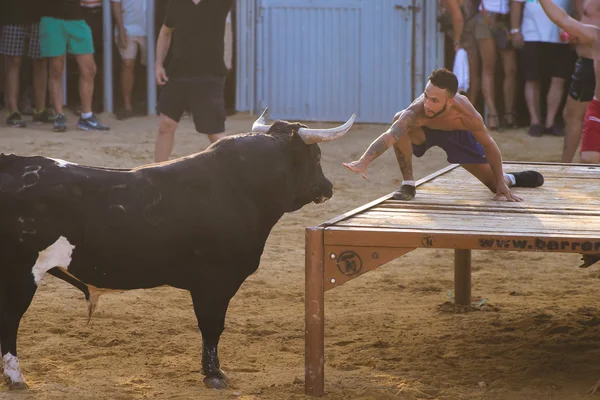 Taureau taquiné par des jeunes hommes courageux dans l'arène après la course avec les taureaux dans les rues de Denia, Espagne — Photo