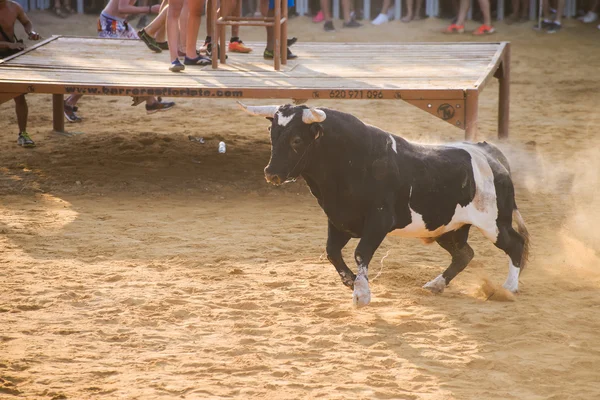 Bull dokuczać przez dzielnych ludzi młodych w arena po biegu z byki na ulicach Denia, Hiszpania — Zdjęcie stockowe