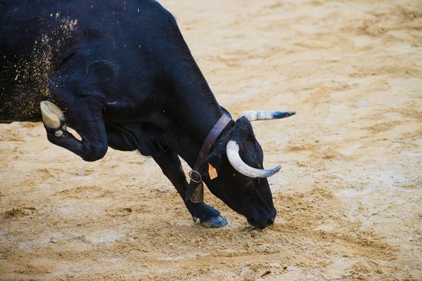 Touro sendo provocado por homens jovens corajosos na arena após o correr-com-os-touros nas ruas de Denia, Espanha — Fotografia de Stock