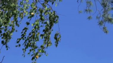 Mavi gökyüzü karşı rüzgarda sallanan huş ağacı dalları.
