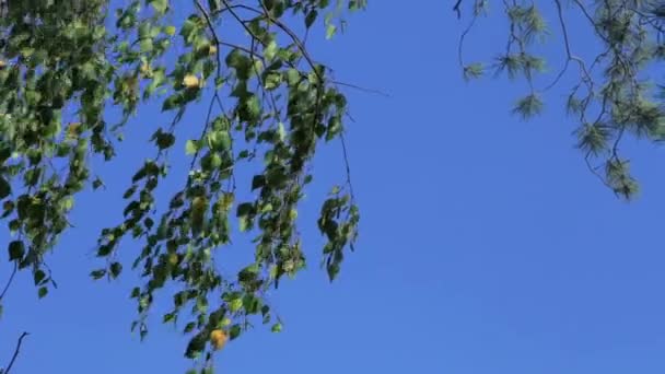 Birch branches swaying in the wind against a blue sky. — Stock Video
