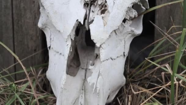 Gedeukt schedel van een stier in de zone van Chernobyl. — Stockvideo