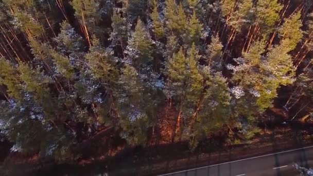 Vista aérea del camino rural en madera de pino al atardecer — Vídeos de Stock