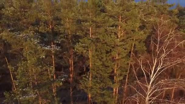 Вид с воздуха на сельскую дорогу в сосновом лесу на закате — стоковое видео