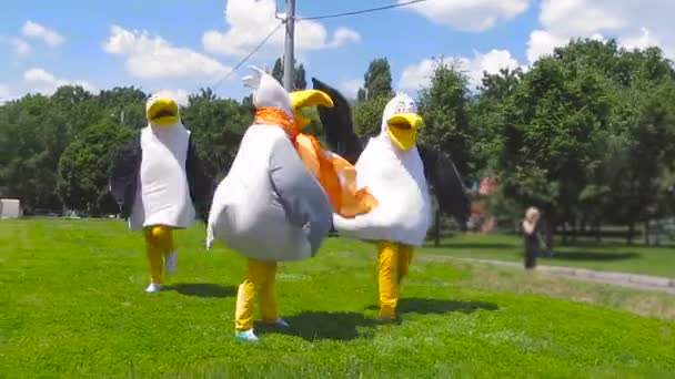 Équipe d'animation en costumes de mouettes s'amuser sur l'herbe verte — Video