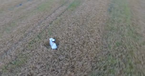 Chica morena en vestido blanco y un sombrero en el campo de trigo — Vídeo de stock