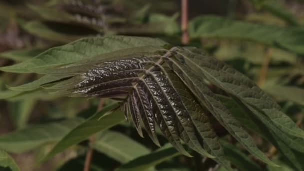 Makro skytte stäppen blommor och blad av växter i sommar — Stockvideo