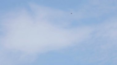 Denizin mavi gökyüzü Rüzgar akımları üzerinde martı soars