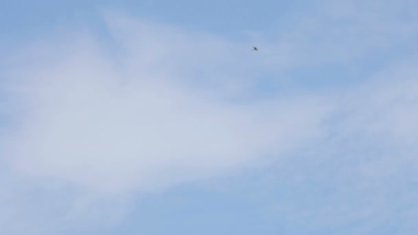 Mewa wznosi się na prądy powietrza, morza przed błękitne niebo — Wideo stockowe