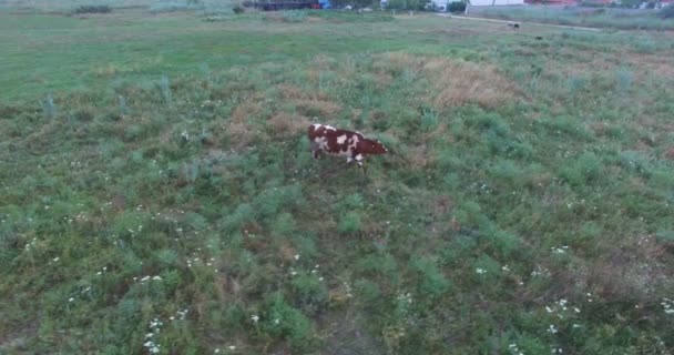 Mucca pascola nel prato in mezzo ai fiori nel giorno d'estate — Video Stock