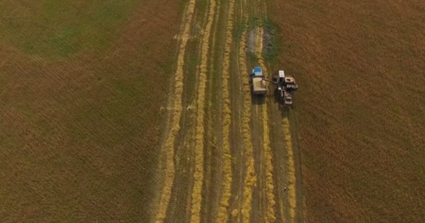 Połączyć zbiorów upraw pszenicy w polu w letnie popołudnie — Wideo stockowe