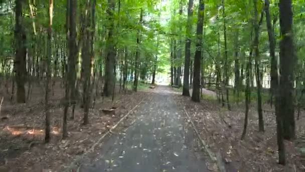 Vista en primera persona del movimiento en el sendero forestal — Vídeos de Stock