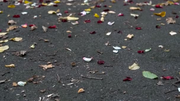 Pétales de rose sur le trottoir — Video