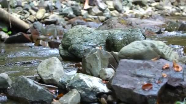 Tjej dricker vatten på stranden av mountain river — Stockvideo