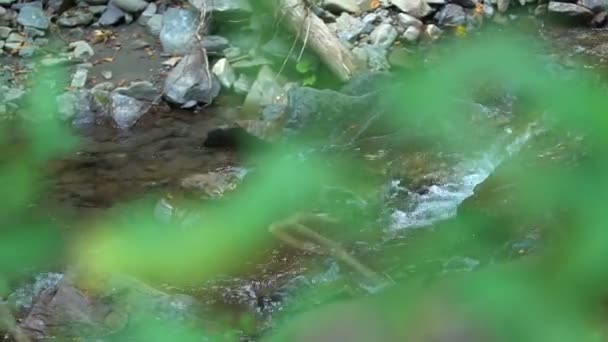 Гірська річка влітку — стокове відео