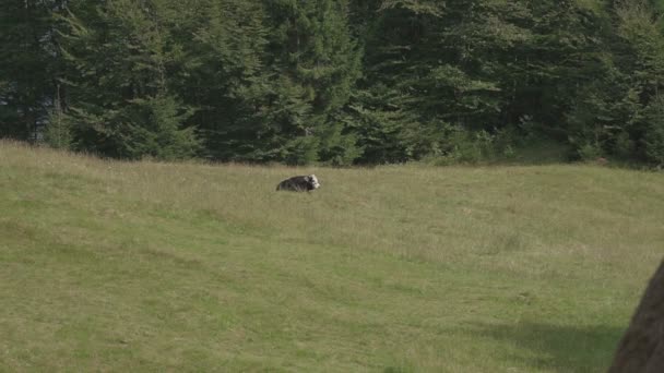 Krowa pasie się na łące w górach — Wideo stockowe