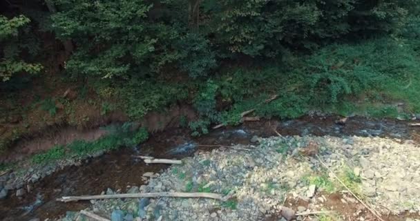 Embouchure de la rivière de montagne à travers la forêt — Video