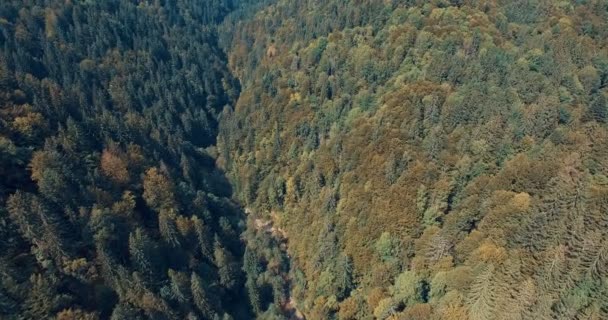 Boca do rio da montanha através da floresta — Vídeo de Stock