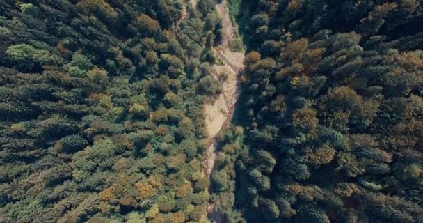 Boca do rio da montanha através da floresta — Vídeo de Stock