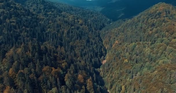 Horský les a louka v létě — Stock video