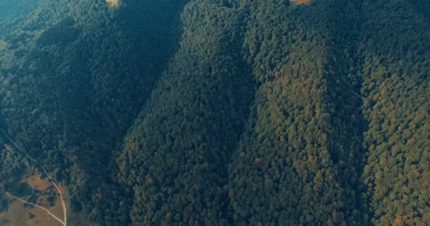 Bosque de montaña y prado en verano — Vídeos de Stock