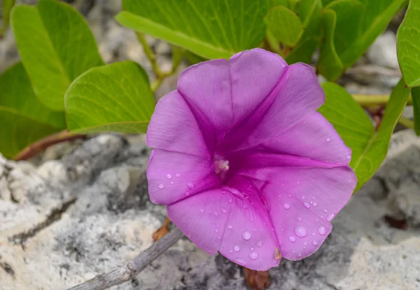 Sahil kenarında bir mor kır çiçeği