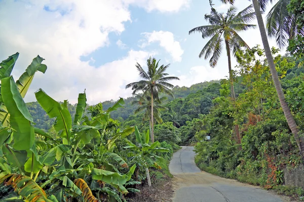 Samui vahşi yol