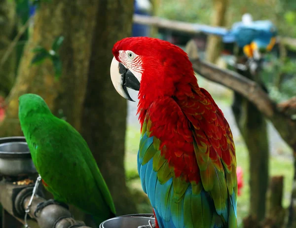 Papagei im Samui Naturpark — Stockfoto