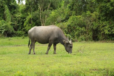 Tay boğa having kahvaltı