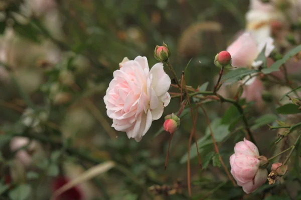 Pembe Gül çiçek — Stok fotoğraf