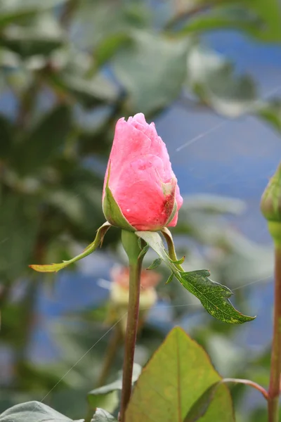 Rose pink color — Stock Photo, Image