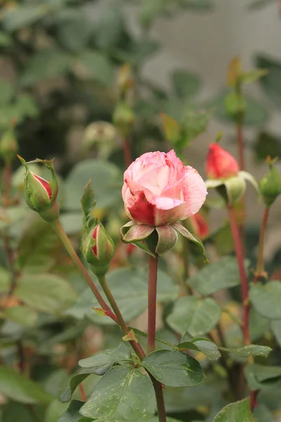 Pembe Gül ve tomurcukları — Stok fotoğraf