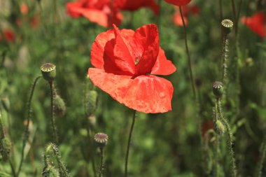 Kırmızı çiçek haşhaş