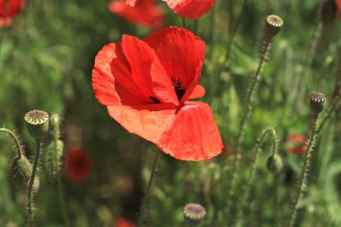 Kırmızı çiçek haşhaş